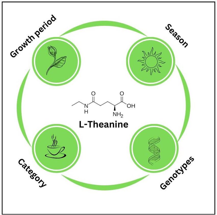 Content Influencing Factors Of L Theanine