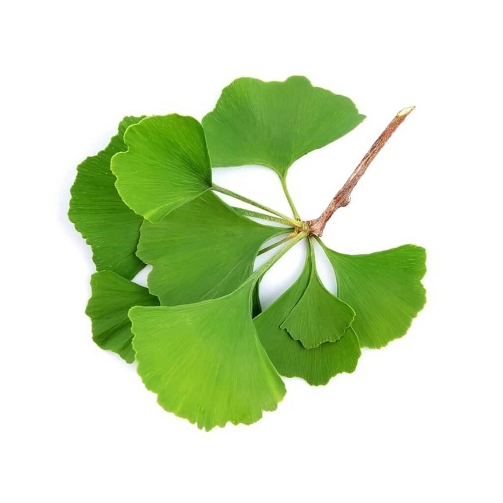 Ginkgo Biloba Extract Ginkgo Biloba L Scaled 1 1024x1024